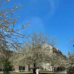 Stadig lidt kirsebærblomster tilbage i Tokyo 🌸