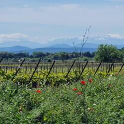 Die Pyrenäen! Dahinter ist Spanien!