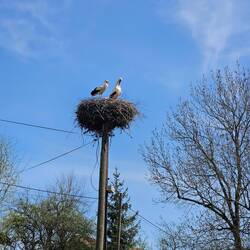 ...immer wieder Störche.