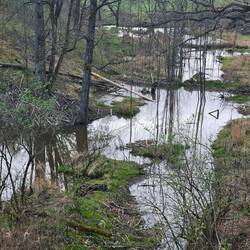 Der ideale Biberspielplatz