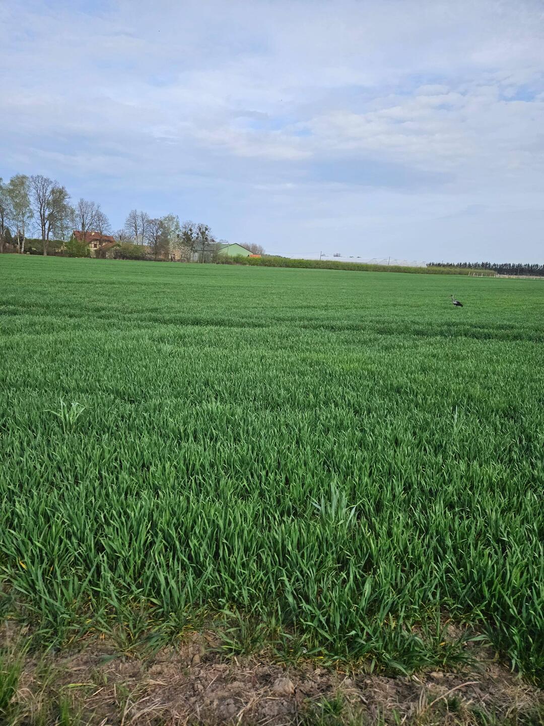 Agrarland mit Kranich