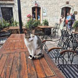 Katzenstadt 🐈‍⬛🐈