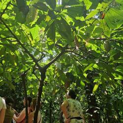Chocolate tree in the spice garden