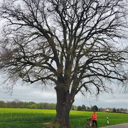 Sächsisch-Preußische Grenzeiche