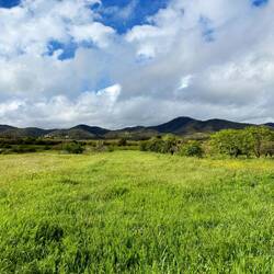 Ich habe nicht damit gerechnet, dass es hier im Süden von Portugal so grün sein wird.