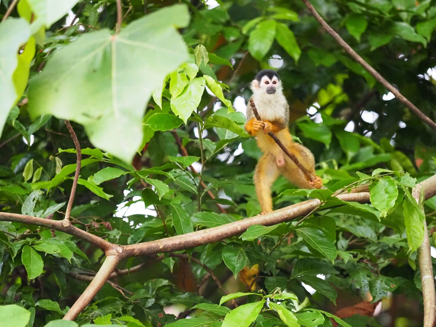 Ja, wer kommt denn da......