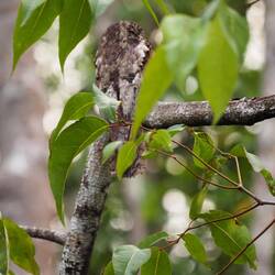 Der Uhu sitzt jeden Tag genau gleich auf dem Ast