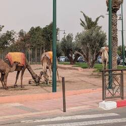 Mitten in der Stadt, 2 junge Kamele