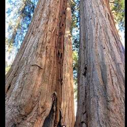The Giants