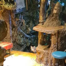 Auch echte Katzen suchen ihren Weg