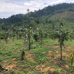 plantation de jeunes cannelliers