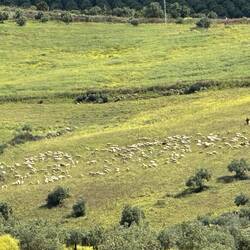 Shepherd, sheep, and dogs