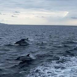 🐬
