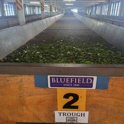 Die erste Station in der Verarbeitung: die Trocknung der Blätter