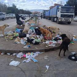 Hier wird evtl.nutzbarer Müll abgeladen, für Hunde aber auch für arme Menschen