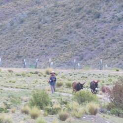 Auch Eselein haben bunte Ohren