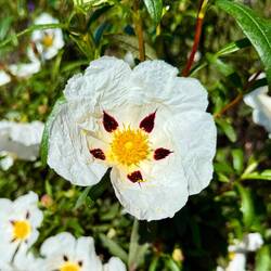 die Blüte einer Lack-Zistrose