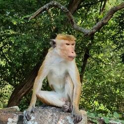 The very naughty monkeys