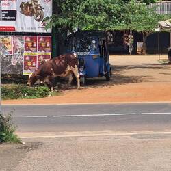 Random cow roadside grazing