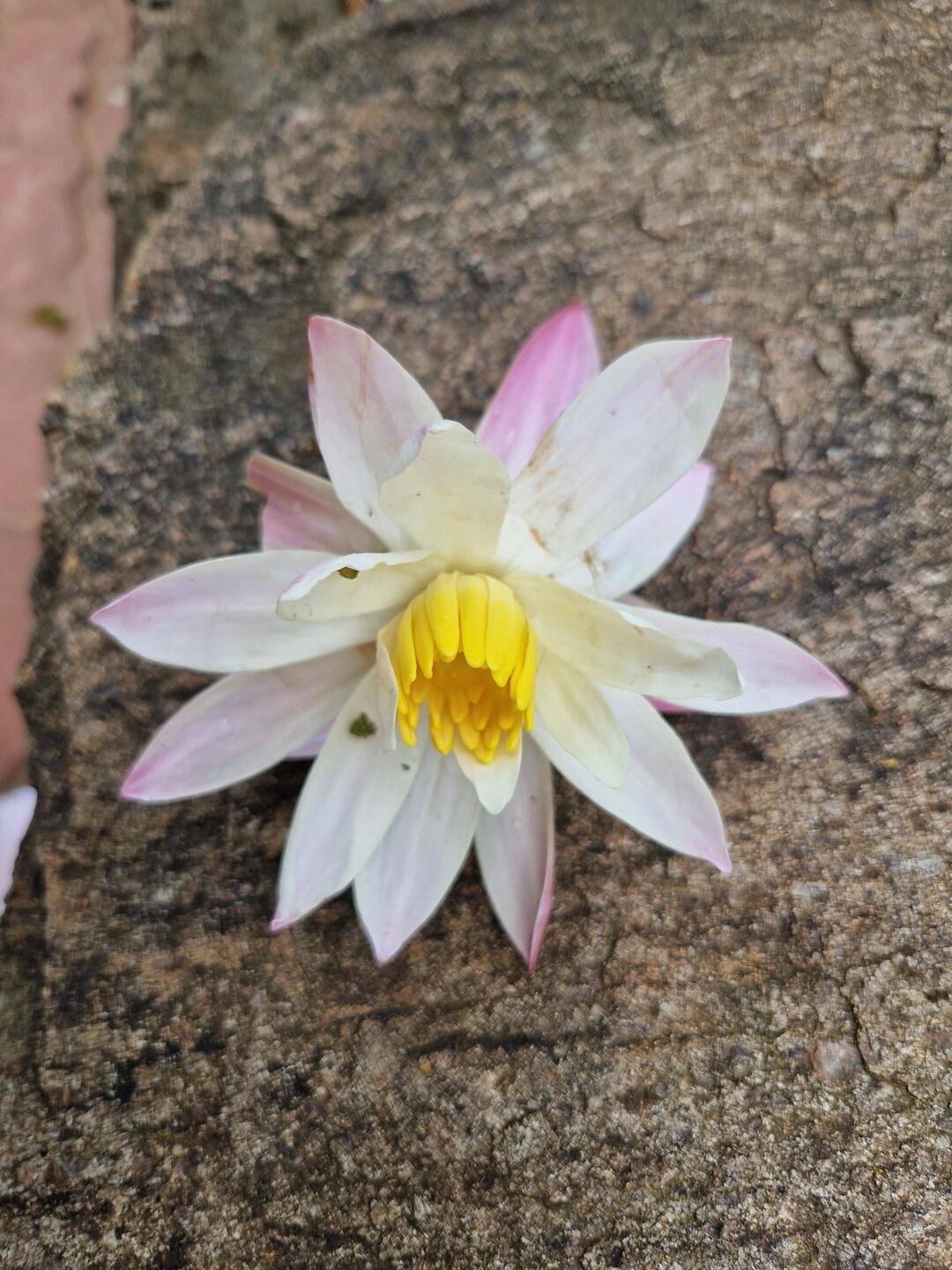 Flowers are given to Buddha