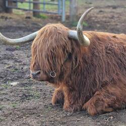 Ein Prachtbulle. 👍🏼