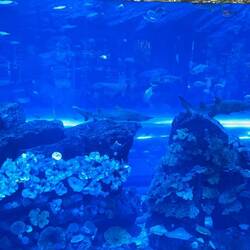 Dem weltgrößten Indoor-Aquarium der Welt
