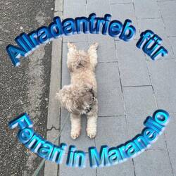 She gives it her all for Ferrari