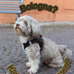 She's very hungry, she wants to eat Bologna