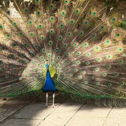 Da schlägt er noch freundlich sein Rad...