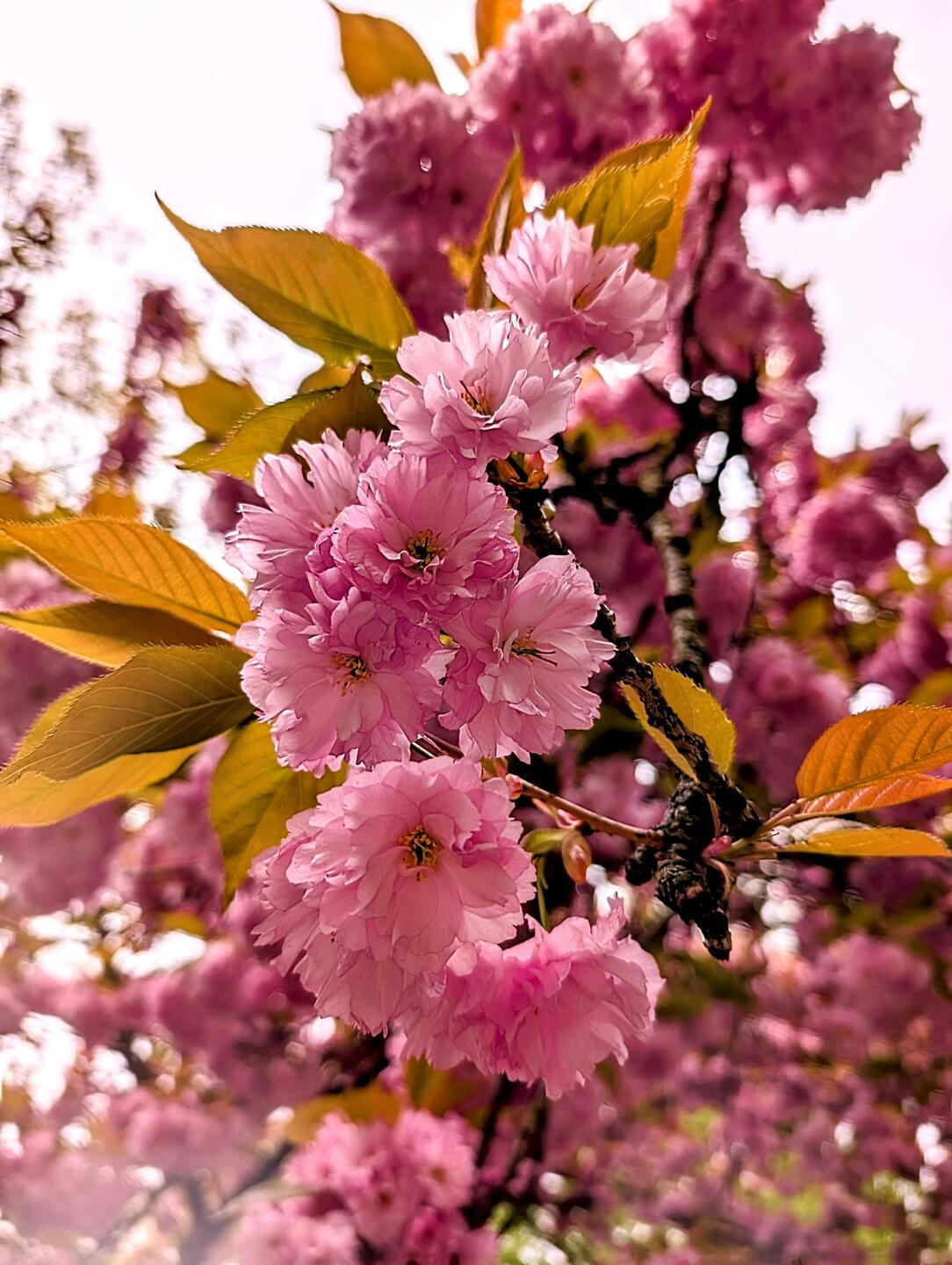 Sakura🌸 (To all the Moms: Yes you may use that as Screensaver)