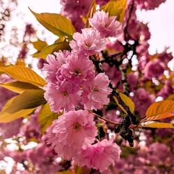 Sakura🌸 (To all the Moms: Yes you may use that as Screensaver)