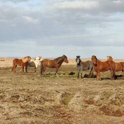 I cavallini islandesi