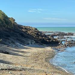 On the hunt for mussels and paua, seal keeping an eye on them
