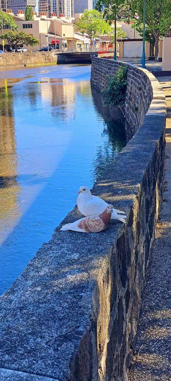 A touch of serene peace along an otherwise 'shady' embankment.