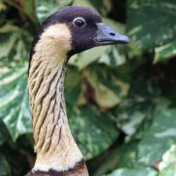 Auch eine gefährdete Art.