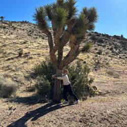 Tree Hugger 🌳