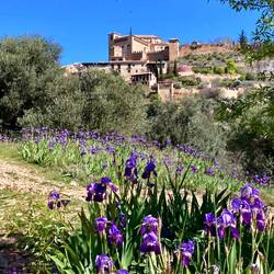 Der Weg führt durch ein Meer von Lilien