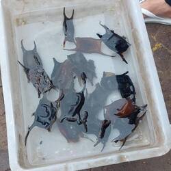 Kapseln der Rocheneier