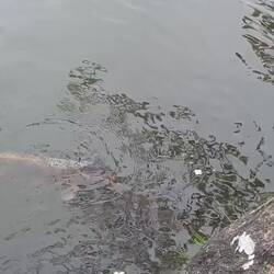 Les carpes mangent les Sakura.