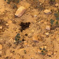 Es gibt sogar Antike Hasen Relikte 🐰