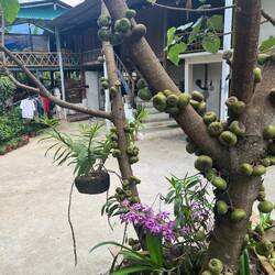 Figuier, les fruits poussent sur le tronc