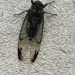 Cigale, leur chant rappelle le grincement d'une porte!