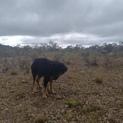 Grazio, gefüttert mit Queso Cottage