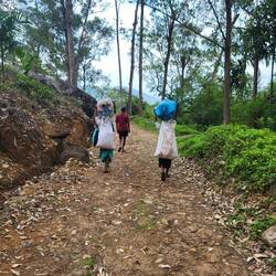 Pro Tag plückt eine Teepflückerin 10-15 kg. Die werden dann gewogen und ins Tal transportiert