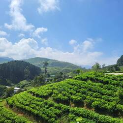 Um die Teepflückerinnen ranzulassen, bleibt immer viel Platz auf den Plantagen