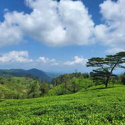 Aussichten bis zum Horizont und Bäume Typ Afrika Savanne