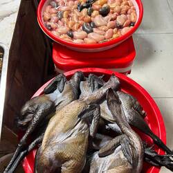 Coqs noirs et testicules de coq