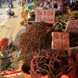 Plantes médicinales