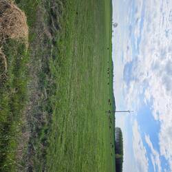 Rinder auf der Weide