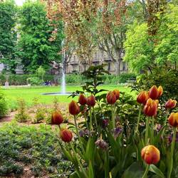 Inmitte vo de Hüüser...e grüeni Oase: Piazza Carlo Alberto bim Palazzo Del Pozzo
